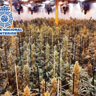 Parte de las plantaciones de marihuana localizadas en la investigación policial.