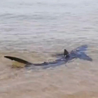 Imagen del tiburón que se ha podido ver este jueves en la costa de VIlanova.