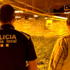 Agents dels Mossos i de la Policia Local de l'Ampolla en la intervenció d'una plantació de marihuana.