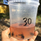 Imatge d'una de les trampes que s'han col·locat amb exemplars de vespa aiàtica capturades.