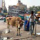 Un hombre ordeña una vaca en un refugio de Nueva Delhi, que acoge a más de 1.500 vacas rescatadas de las calles o adoptadas.