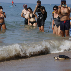 Alliberament d'una tortuga marina a la platja de Calafell, davant l'expectació de banyistes.