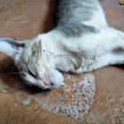 Imagen del gato envenenado.