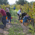 Imatge d'estudiants i professors d'Enologia de la URV treballant a la vinya.