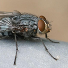 Els experts alerten d'una plaga de mosca negra.