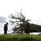 Un home observa les arrels d'un arbre que ha estat arrencat per una tempesta.