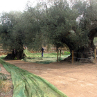 Imatge d'arxiu d'uns pagesos treballant en oliveres mil·lenàries a Ulldecona.