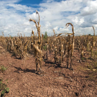 La seuqera es uno de los factores que interviene en la desertización del territorio.