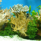 Encuentran en corales blandos un compuesto prometedor contra el cáncer