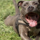 La propietària d'un gos de raça potencialment perillosa circulava per la via pública sense el morrió homologat.