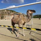 El camell finalment va fer la 'feina' deixant la seva cagarada sobre el camp.