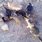 Imatge d'alguns dels gats abandonats a les Gavarres.