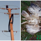 Las torres eléctricas son un peligro por los pájaros.
