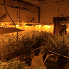 Cinc detinguts per una plantació de 257 plantes de Marihuana a Cunit