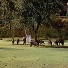 Imagen de los jabalíes en el Parque del Francolí la semana pasada.