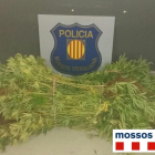 Imagen de algunas de las plantas de marihuana requisadas por los Mossos D'Esquadra.