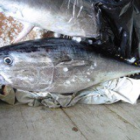 Imatge d'una de les tonyines confiscades.