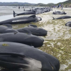 Docenas de ballenas han quedado atascadas en la costa de Nueva Zelanda.