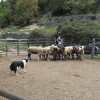La Febró, campo de prácticas para perros pastor