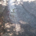 Un veí de Cala Romana denuncia una fuita d'aigua a la calçada i EMATSA no se'n fa càrrec