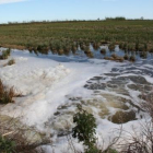 Inundación con agua salada para luchar contra el caracol manzana y cumplir los requisitos de las ayudas agroambientales en un campo de arroz al térm Sant Jaume d'Enveja.