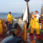 Les tonyines pescades a alta mar són transportades fins la granja situada prop de la costa de l'Ametlla de Mar per al seu engreix i posterior venda.