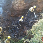 Un foc crema en un barranc de difícil accés a Alcover