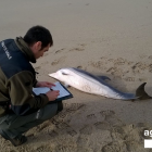 Imatge dels Agents Rurals fent les medicions del dofí trobat a la platja del Miracle.