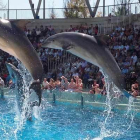 Els dofins a l'Aquopolis durant una exhibició.