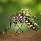 Un mosquito tigre adulto sólo es capaz de explorar volando unos pocos centenares de metros.