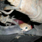 Un pequeño gato escondido en el interior del capón de un vehículo para calentarse.