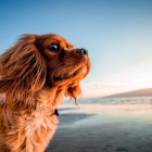 Cinco playas para ir con tu perro al Campo de Tarragona