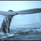 Captura d'un vídeo sobre el joc 'Balena blava'