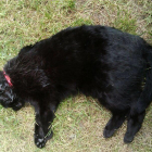 Els propietaris de la gata van publicar la imatge de l'animal mort a les xarxes.