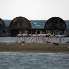 Pla general d'un grup de flamencs aturat a la costa de Cubelles el 31 d'agost de 2018.