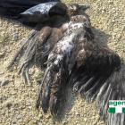 Exemplar d'àguila cuabarrada morta a Tortosa.
