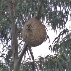 Los nidos de la avispa asiática son muy característicos.