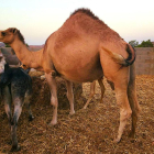 Imatge de Sultan, el camell que protagonitzarà el peculiar sorteig