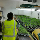 La Guardia Civil va intervenir dues plantacions de marihuana indoor, amb un total de 980 plantes.