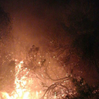 Detall d'uns matolls de vegetació cremant en l'incendi del Coll de Rajolers de Tortosa. Imatge del 19 de gener de 2017 (Vertical)