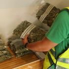 Dos detinguts a Calafell per cultivar marihuana, després que els veïns alertessin de la forta olor