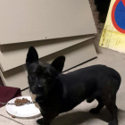 Imatge d'un gos negre recollit el mes de desembre a Montblanc, alimentat a la comissaria de la Policia Local, i que actualment està en acollida, amb una veïna de la localitat, en una imatge publicada el 26 de desembre del 2016
