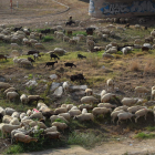 Los perros controlaban los corderos bajo la atenta mirada de los ganaderos.