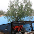 Imagen de archivo de la cosecha de la oliva.