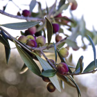 Les oliveres seran les protagonistes d'aquesta jornada tècnica agrícola.
