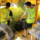 Dos agentes de la Guardia Civil desmantelan una plantación de marihuana en Amposta. Imagen publicada el 30 de septiembre de 2016