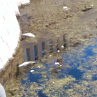 Peixos morts surant a l'estany de Coma-ruga.