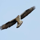 En el Camp de Tarragona y en las Terres de l'Ebre sólo hay 50 parejas de águila cuabarrada.
