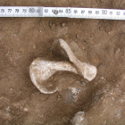 Cargol marí de l'època neolítica trobat al jaciment del Cavet durant una excavació de l'IPHES