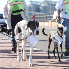 Imagen del 4º Paseo de Perros de Tarragona.